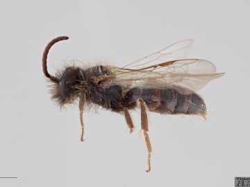 [Andrena caerulea male thumbnail]